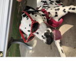 noice dogs