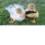 -•DUCK ARMY•-