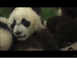 Pandas always everywhere