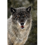 wolfpuppack