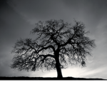 Magnolia.Clth