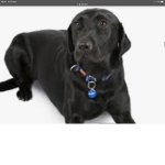 I love dogs not gonna lie~