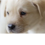 ADVENTURES Puppy’s