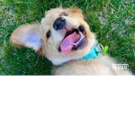 cool canines