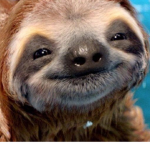 Monkey moo sloths are awsome