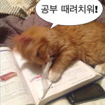 피자 도우 크루