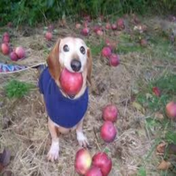Cart Ride Into Apple Dog