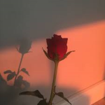 ~ !Rose's Hangout! ~