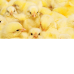 dum dum ducks