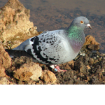 The Pigeonz