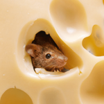 The cheese cuIt