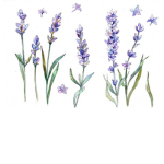 LavenderNation