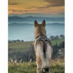 Namaste Wolves