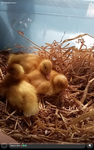 Skys spot