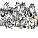 Wolf Group!!!