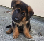 Official pup’s!