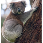 The Koala Squad Oof