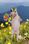 whimsy.Inc