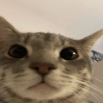 eswsw