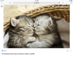 Kitties are Cute!
