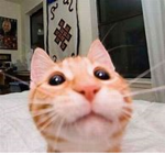hungrycat