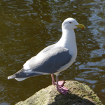 Seagull hotels™
