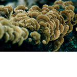 fungi flowers