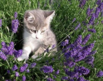 Little Lavenderzzz squad