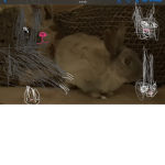 @bunnys@fans!_!