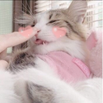 kuromi!