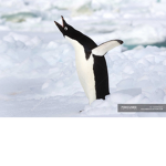 PENGUIN ARMY >:)