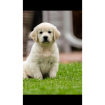 Always love all dogs