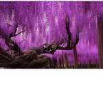 Save da tree's