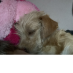 Puppy’s Are Adorable Club