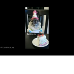 Happy birthday pets