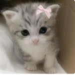 Le belle chat