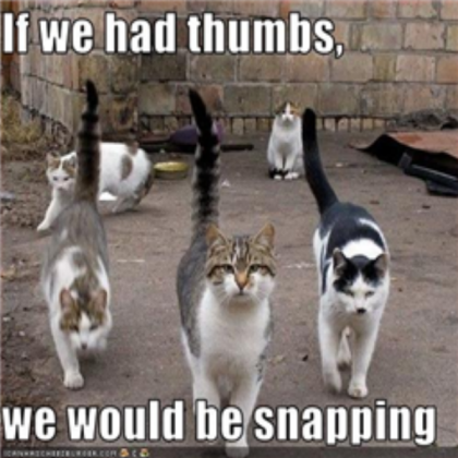 funny cat pic Roblox decal