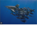 Sharks and Fishes fans