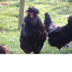 Chicken Gang Inc.