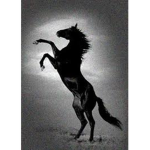 Dark Ponies
