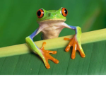 Frogggy