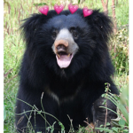 ~Sloth Bear~