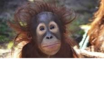Monkegoofy