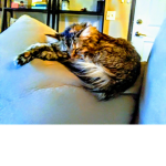 The Famous Kitties