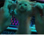 The Feline Clothing Group