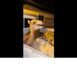 Camel’s are god’s