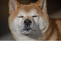 dog obby
