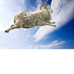 The Flying Sheeps