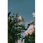 ThinkFlower