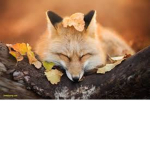 miamowmow1234